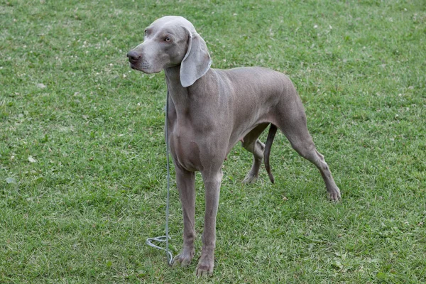 Bonito weimaraner de pêlo curto vorstehhund está de pé na grama verde. Animais de companhia . — Fotografia de Stock