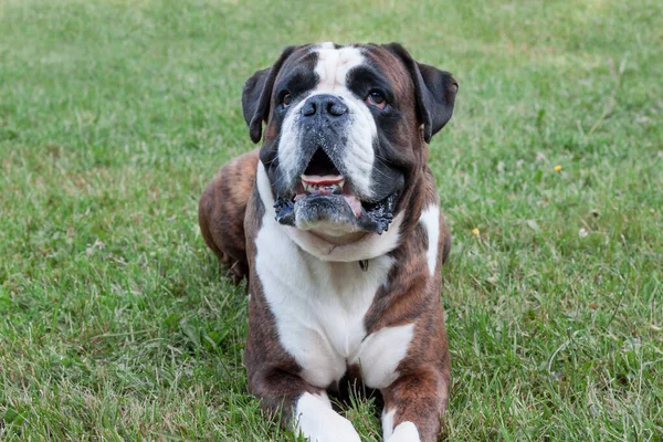 Brindle bokszoló kiskutya fehér jelzésekkel fekszik egy zöld mezőn. Háziállatok. — Stock Fotó