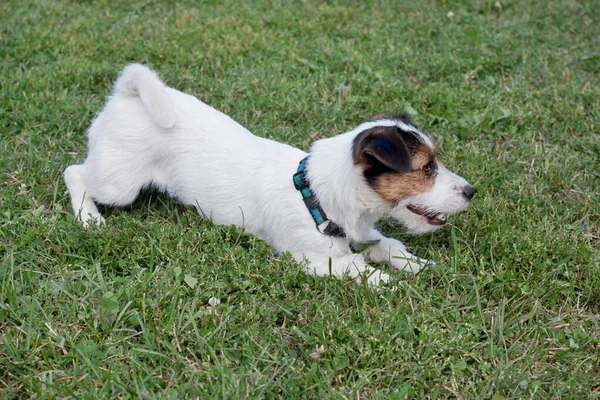 Aranyos Jack Russell terrier kiskutya játszik a zöld rét. Kedvtelésből tartott állatok. — Stock Fotó