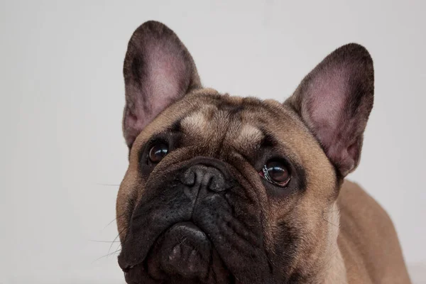 黒いマスクのファンフランスのブルドッグ子犬が閉じます。ペット動物. — ストック写真