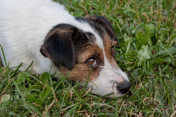 Cute jack russell terrier with hazel eyes is lying on a green meadow. Close up. Pet animals. — Stock Image Cute jack russell terrier with hazel eyes is lying on a green meadow. Close up. Pet animals. Royalty Free Stock Photos