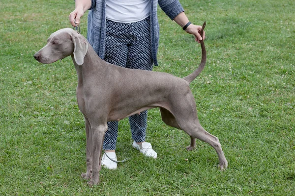 Cute short-haired weimaraner vorstehhund is standing on a green meadow with his owner. Pet animals. ストック写真