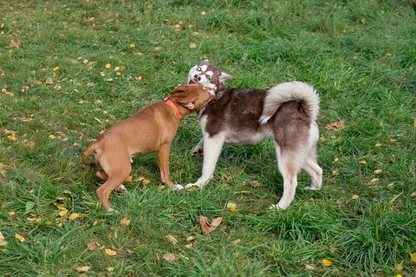 シベリアのハスキー子犬とアメリカのスタッフォードシャーのテリア子犬が秋の公園で遊んでいます。ペット動物. — ストック写真