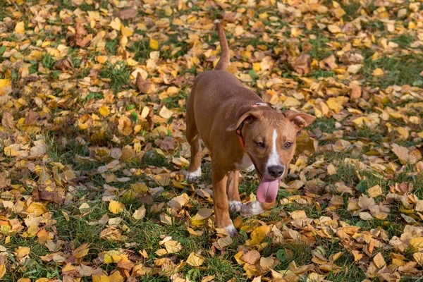 미국의 스태퍼드셔 테리어 강아지는 가을 공원의 노란 잎 위에 서 있다. 애완 동물. 생후 3 개월. — 스톡 사진