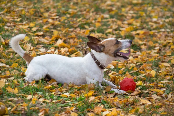 Cute jack russell terrier puppy is lying with his toy on the autumn leaves. Pet animals.