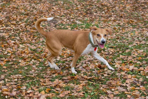 Χαριτωμένο άστεγο σκυλί τρέχει στο πάρκο φθινόπωρο. — Φωτογραφία Αρχείου