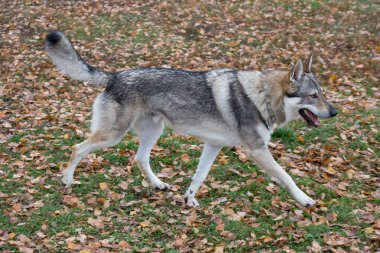 Çekoslovak kurt köpeği sonbahar parkında çimlerin üzerinde koşuyor. Evcil hayvanlar..