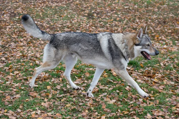 Çekoslovak kurt köpeği sonbahar parkında çimlerin üzerinde koşuyor. Evcil hayvanlar..