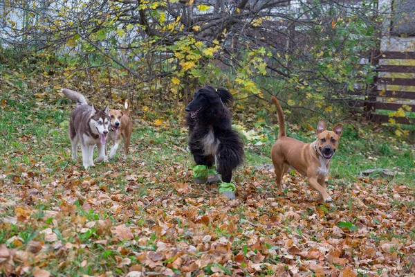 Cuatro perros están jugando en el parque de otoño. Animales de compañía . —  Fotos de Stock