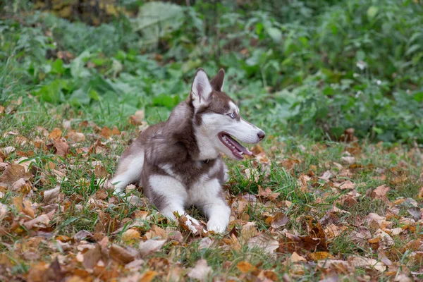 Cute siberian husky puppy with blue eyes is lying on a orange leaves in the autumn park. Pet animals.
