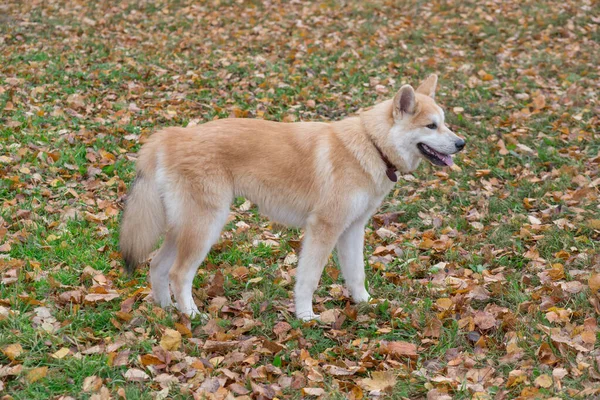 秋天的公园里,一只可爱的秋田小狗狗站在一片黄叶上. 宠物动物. — 图库照片