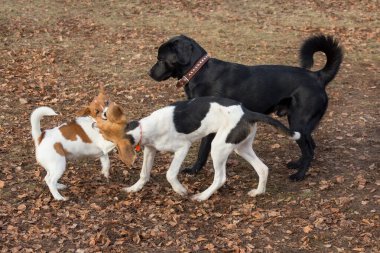 Jack Russell Terrier köpeği, Estonya av köpeği köpeği ve Labrador Retriever sonbahar parkında oynuyorlar. Evcil hayvanlar..