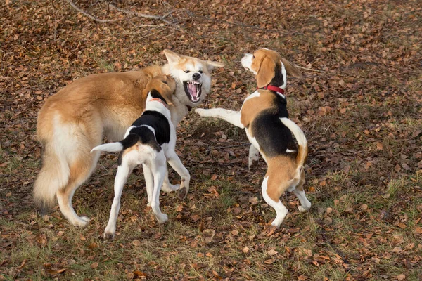 El cachorro Akita inu, el cachorro beagle inglés y el cachorro hound estonio están jugando en el parque de otoño. Animales de compañía . — Foto de Stock