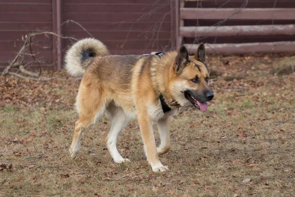 Leuke dakloze hond loopt in het najaarspark. — Stockfoto