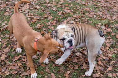 Şirin Amerikan personeli teriyer köpeği ve İngiliz bulldog sonbahar parkında oynuyorlar. Evcil hayvanlar..