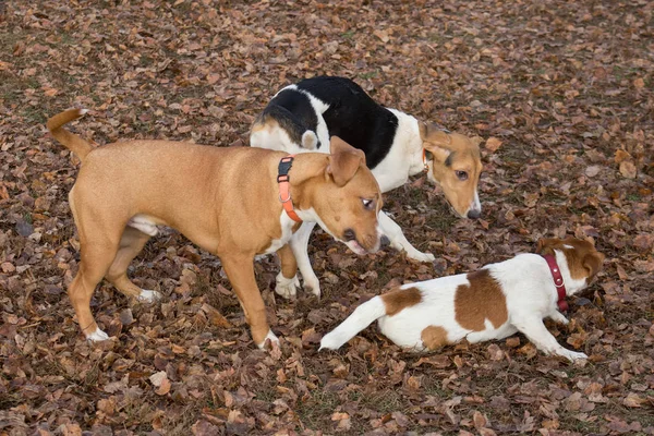 Jack Russell terrier cachorro, estonio cachorro de sabueso y amstaff cachorro están jugando en el parque de otoño. Animales de compañía . —  Fotos de Stock