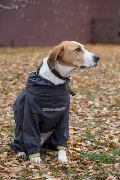 Lindo perro ruso en el abrigo de mascotas está sentado en hojas de color naranja en el parque de otoño. Animales de compañía . —  Fotos de Stock