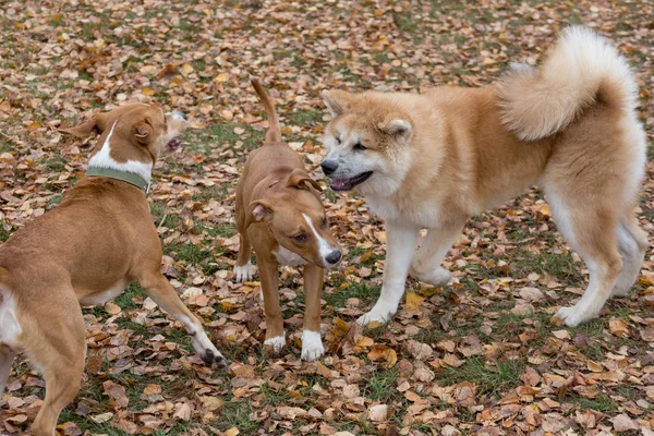 Милый американский стаффордширский терьер щенок, акита Ину щенок и многородная собака играют в осеннем парке . — стоковое фото