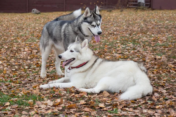 Two cute siberian husky are playing in the autumn park. Pet animals. — Stockfoto