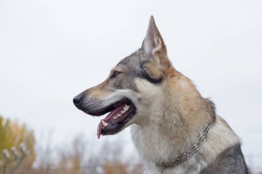 Czechoslovak kurt köpeğinin portresi. Evcil hayvanlar..