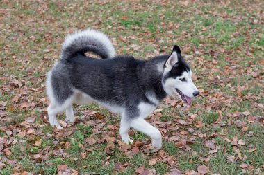 Şirin Sibirya Husky 'si sonbahar parkında yürüyor. Evcil hayvanlar..