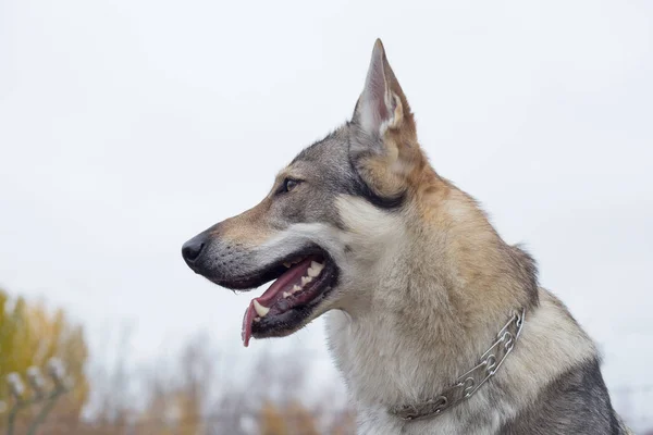 Czechoslovak kurt köpeğinin portresi. Evcil hayvanlar..