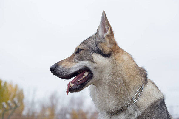 Portrait of czechoslovak wolfdog close up. Pet animals.