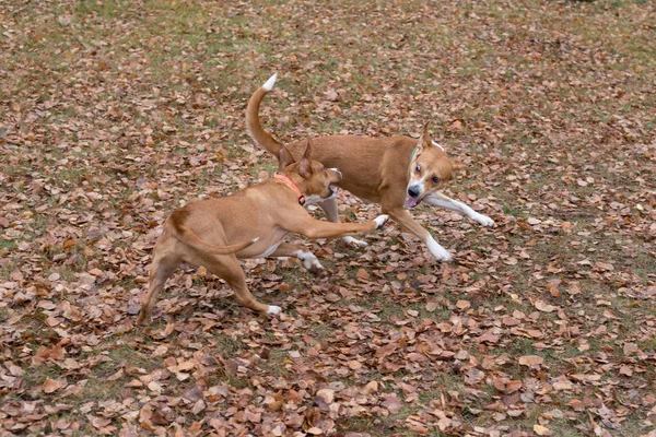 Aranyos amerikai staffordshire terrier kiskutya és multibred kutya játszik az őszi parkban. Háziállatok. — Stock Fotó