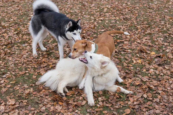 귀여운 시베리아 허스키와 두 마리의 다 자란 개가 가을 공원에서 놀고 있다. — 스톡 사진