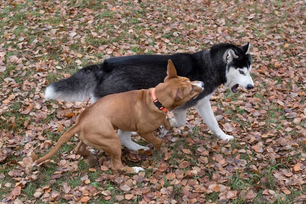 시베리아 허스키와 미국 스태퍼드셔 테리어는 가을 공원에서 놀고 있다. 애완 동물. — 스톡 사진