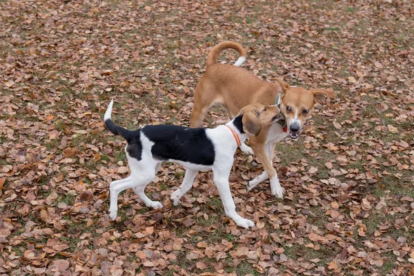 다 자란 개와 에스 토니아 사냥개는 가을 공원에서 놀고 있다. 계절의 변화. 애완 동물. — 스톡 사진