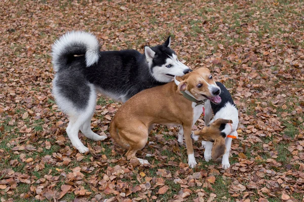 Negro y blanco siberiano husky, perro de raza múltiple y perro sabueso estonio están jugando en el parque de otoño. Animales de compañía . —  Fotos de Stock