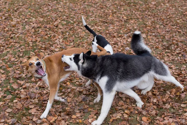 Fekete-fehér szibériai husky és többszörös kutya játszik az őszi parkban. Az év évszakai. Háziállatok. — Stock Fotó