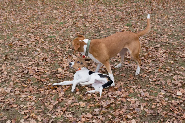 Der süße estnische Hundewelpe und der mehrbeinige Hund spielen im Herbstpark. Jahreszeiten. Haustiere. — Stockfoto
