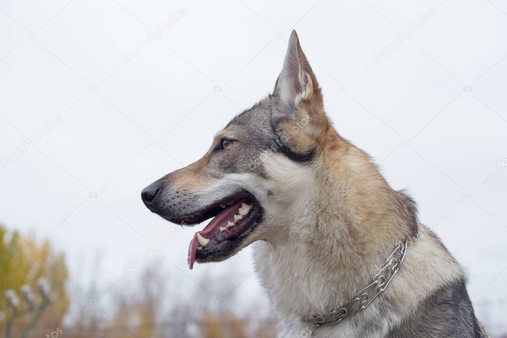 Portrait of czechoslovak wolfdog close up. Pet animals.