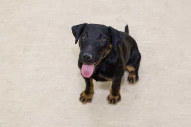 Şirin Deutscher Jagdterrier yerde oturuyor. Evcil hayvanlar..