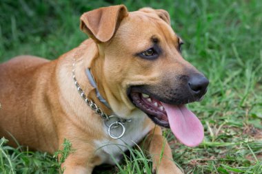 Sevimli amerikan pitbull terrier köpek parkta yeşil bir çim üzerinde yatıyor. Evcil hayvanlar.