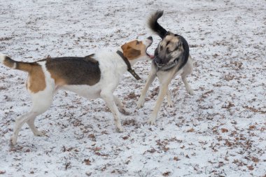 Cute russian hound and multibred dog are playing in the winter park.