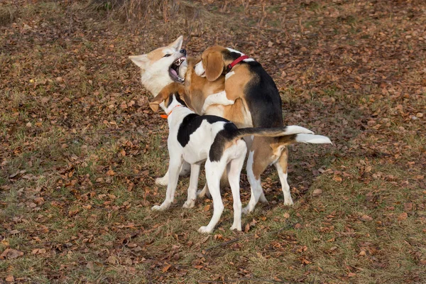 Anglický beagle puppy, akita inu puppy a estonian hound puppy hrají v podzimním parku. Domácí zvířata. — Stock fotografie