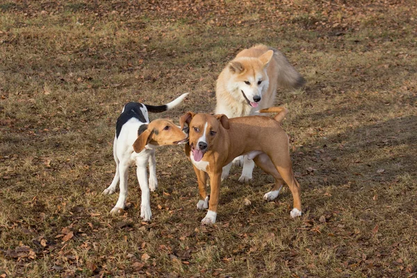 秋の公園では、羊飼いの子犬、秋田犬の子犬、エストニアの猟犬が遊んでいます。ペット動物. — ストック写真
