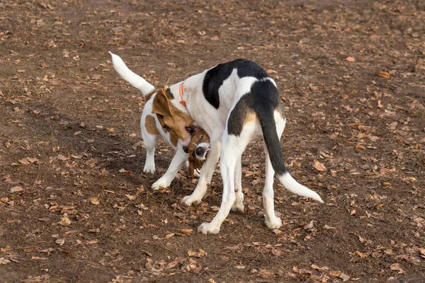 Jack Russell terrier valp och estniska hundvalp spelar i höstparken. Sällskapsdjur. — Stockfoto