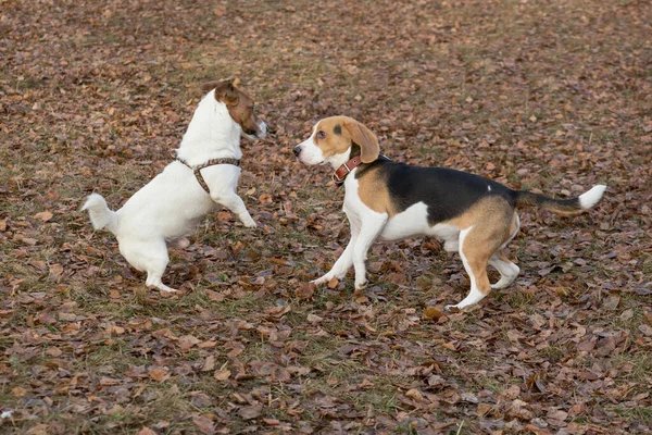 Jack Russell terrier cachorro y perrito beagle Inglés están jugando en el parque de otoño. Animales de compañía . —  Fotos de Stock