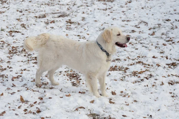 Lindo golden retriever está de pie sobre una nieve blanca en el parque de invierno. Animales de compañía . —  Fotos de Stock
