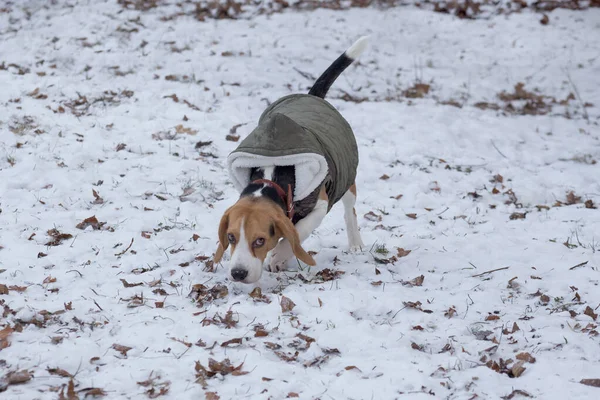 Lindo perrito beagle inglés en el abrigo de mascotas está olfateando rastros en el parque de invierno. Animales de compañía . —  Fotos de Stock