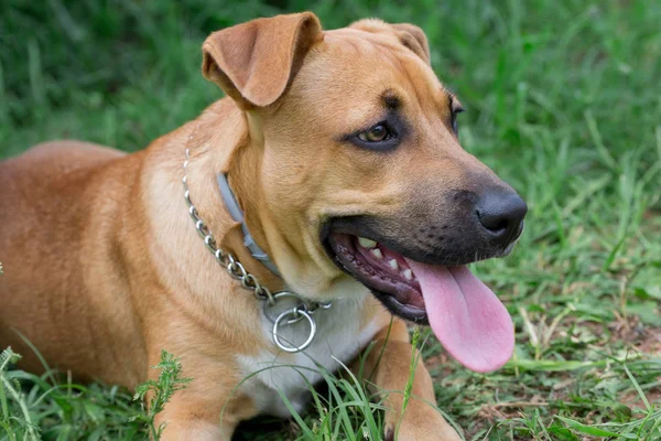 Sevimli amerikan pitbull terrier köpek parkta yeşil bir çim üzerinde yatıyor. Evcil hayvanlar.