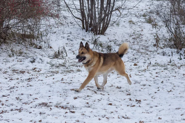 Netter Mischlingshund geht im Winterpark spazieren. — Stockfoto