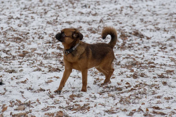 Lindo perrito petit brabancon está de pie sobre una nieve blanca en el parque de invierno. Animales de compañía . —  Fotos de Stock