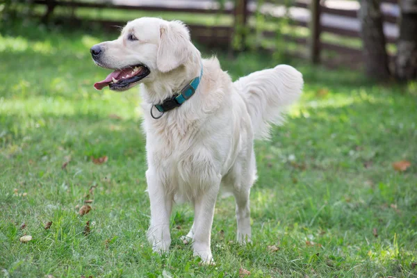 Cute golden retriever está de pé em uma grama verde no parque. Animais de companhia . — Fotografia de Stock