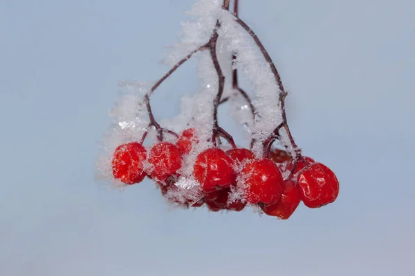 青空を背景に雪と霜で覆われた山灰の果実。閉じろ!. — ストック写真