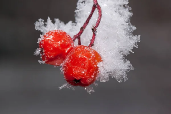 Дві ягоди суниці вкриті снігом та калюжею. крупним планом . — стокове фото